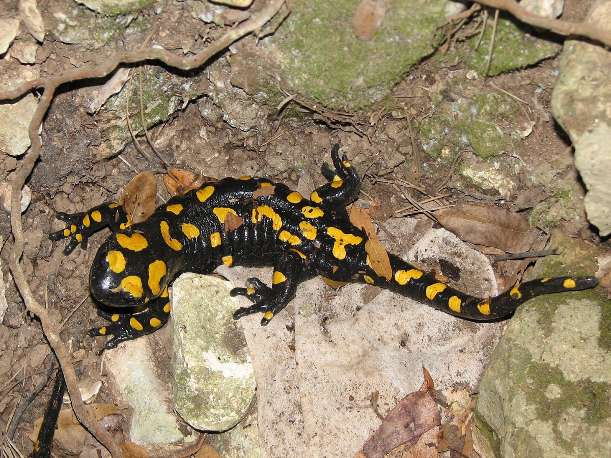 Feuersalamander