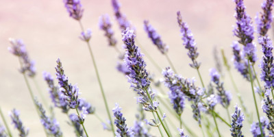 Lavendel