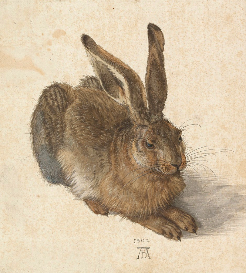 Feldhase von Albrecht Dürer